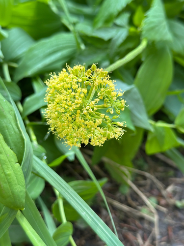 Dawson's angelica (Angelica dawsonii)