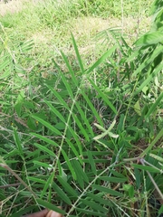 Tephrosia bracteolata