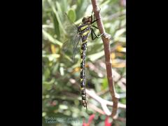 Cordulegaster princeps