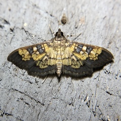Diacme elealis