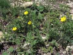 Potentilla agrimonioides