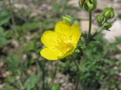 Potentilla agrimonioides