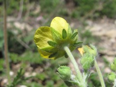 Potentilla agrimonioides