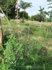 Tephrosia bracteolata