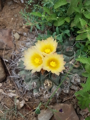 Thelocactus rinconensis rinconensis