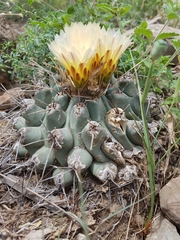 Thelocactus rinconensis rinconensis
