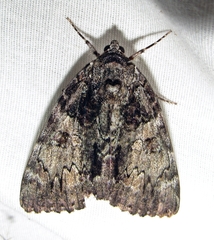 Catocala lacrymosa