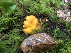 Cantharellus californicus