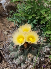 Thelocactus rinconensis rinconensis