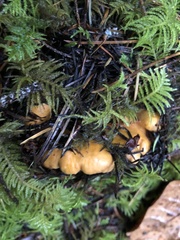 Cantharellus californicus