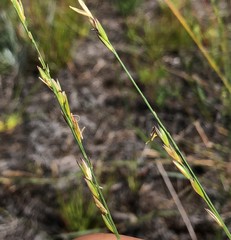 Amphicarpum muehlenbergianum