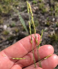 Amphicarpum muehlenbergianum