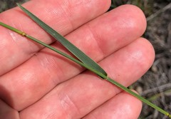 Amphicarpum muehlenbergianum