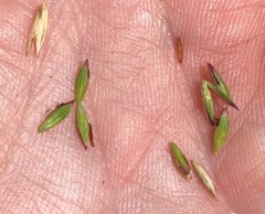 Amphicarpum muehlenbergianum