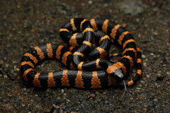 Sichuan Wolf Snake photo 3