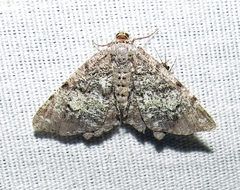 Macaria granitata