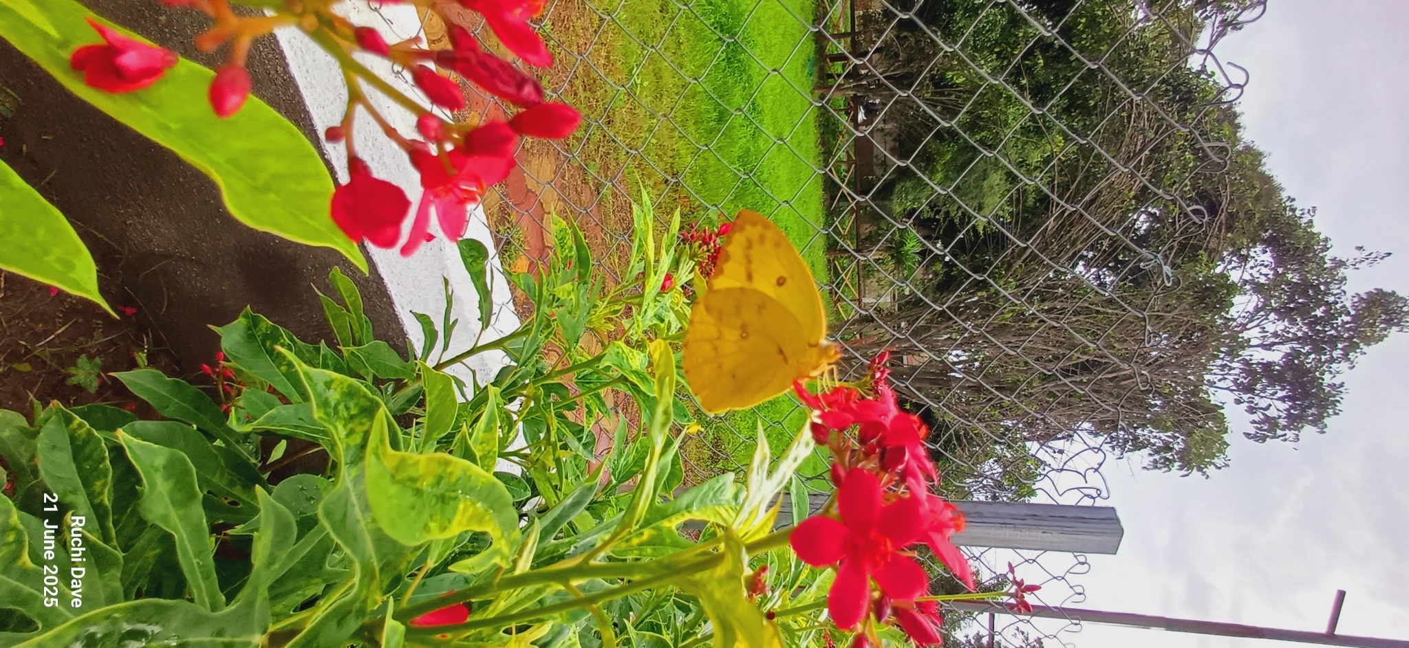 Lemon Emigrant