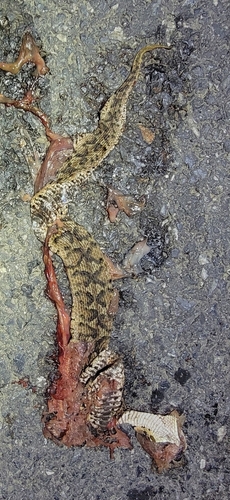 Short-tailed Mamushi