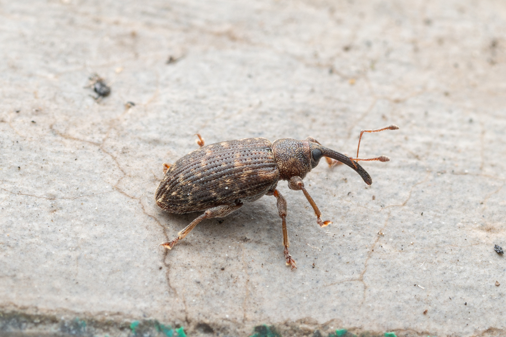 Willow Weevils from 中国河北省承德市兴隆县仙人塔沟 on June 28, 2025 at 11:10 AM by ...
