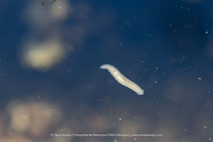 Continenticola