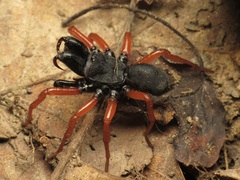 Red-legged Purseweb Spider