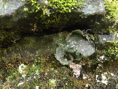 Dermatocarpon muhlenbergii