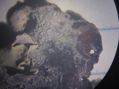 Dermatocarpon muhlenbergii