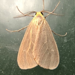 Pagara simplex