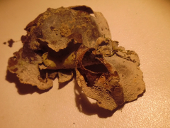 Dermatocarpon muhlenbergii