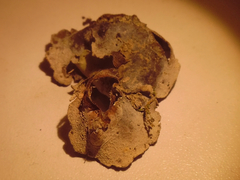 Dermatocarpon muhlenbergii