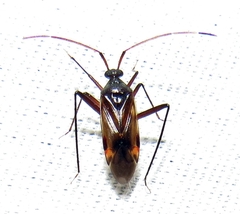 Eustictus
