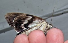 Catocala lacrymosa