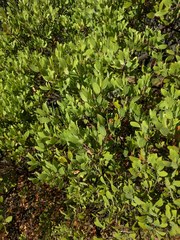 Arctostaphylos bakeri sublaevis