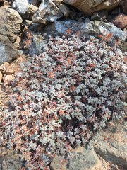 Eriogonum cedrorum