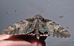 Catocala lacrymosa
