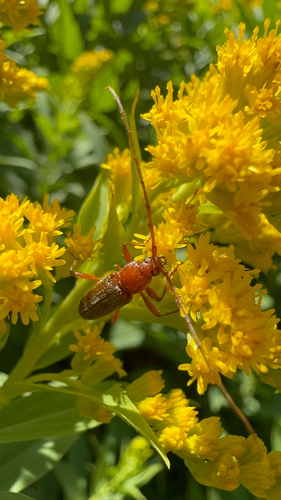 Stenosphenus debilis