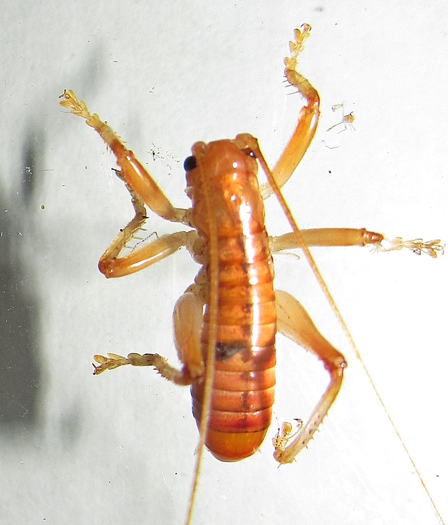 Camptonotus