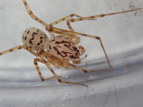 Common Spitting Spider