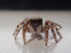 Pseudeuophrys lanigera