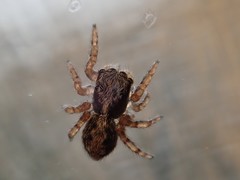 Pseudeuophrys lanigera