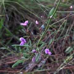 Desmodium strictum