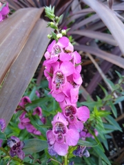 Angelonia angustifolia