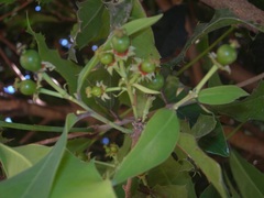 Olmediella betschleriana
