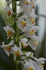 Calanthe calanthoides