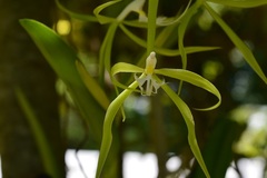 Epidendrum ciliare