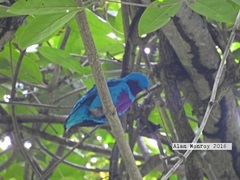 Cotinga amabilis