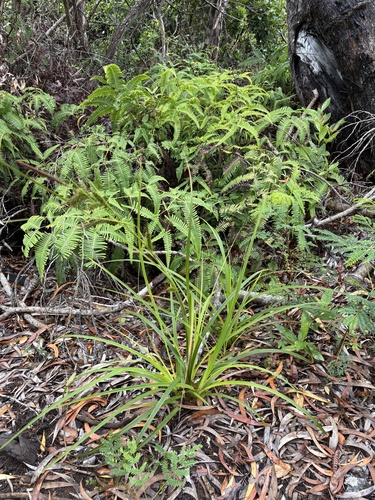 Carex wahuensis observed 2025-06-25
