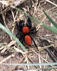 Phidippus cardinalis