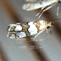 Pelochrista quinquemaculana