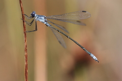 Lestes macrostigma